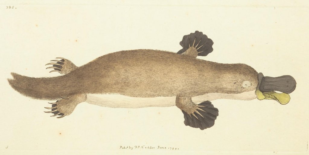 A drawing of a platypus by Frederick P. Nodder (1799).