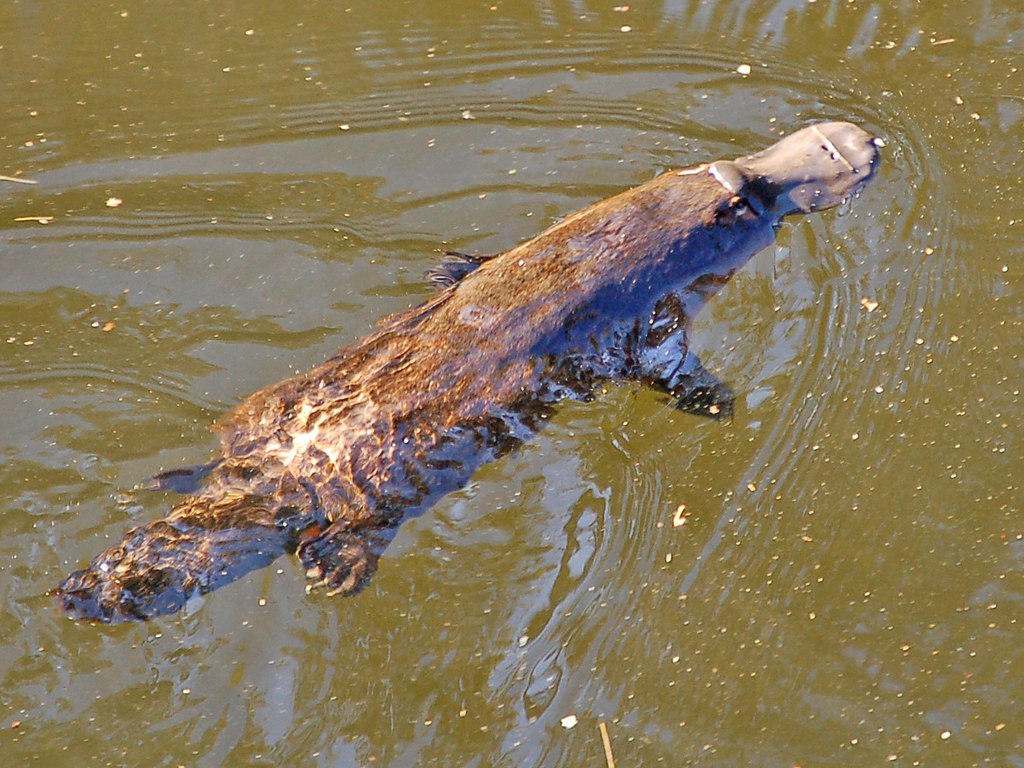 Platypus swimming in the water.