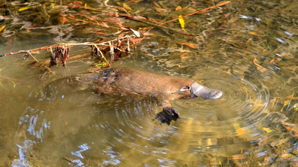 Wild platypus swimming in the water.