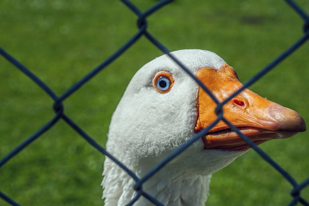 Profile of a white goose behind a fence.